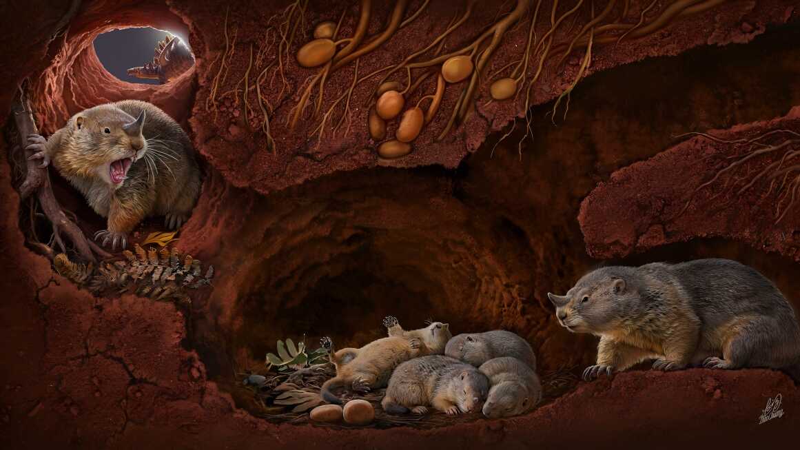 老标本新发现-哺乳动物颌关节演化新证据与驱动假说